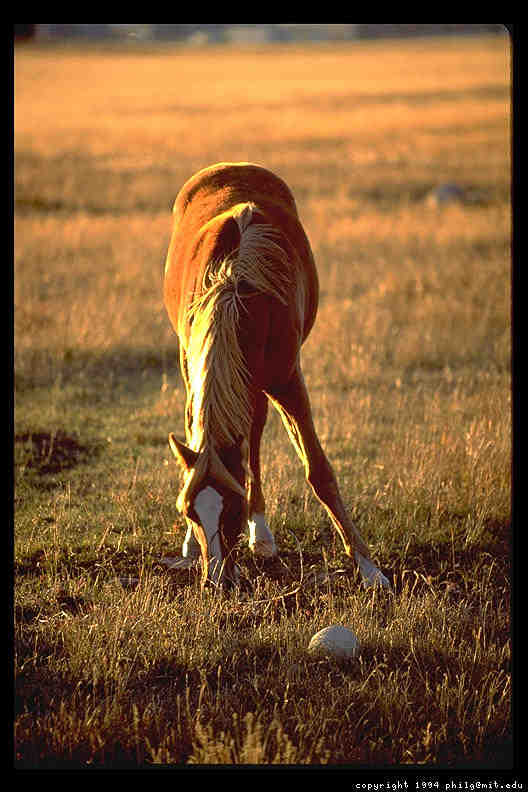 horses, front, view